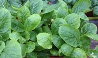 盆栽小白菜的种植方法 盆栽小白菜的种植方法和步骤
