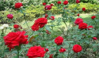 玫瑰花怎么栽种 无根玫瑰花怎么栽种