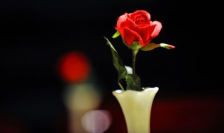 八支玫瑰花的花语是什么 八朵玫瑰花的花语是什么?