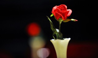 玫瑰身上的刺对玫瑰有什么作用（玫瑰的刺的作用）