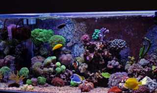 海里的珊瑚可以放到鱼缸里吗（海里的珊瑚石能放在在淡水鱼缸里吗）