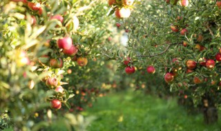 盆景苹果怎样修剪 盆栽苹果怎样剪枝
