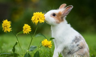 兔子可以晒太阳吗（刚出生的小兔子可以晒太阳吗）