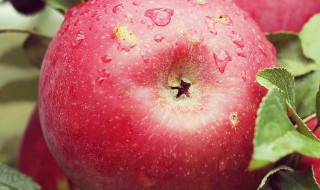 苹果树盆栽栽培方法是什么（盆栽苹果树的栽培与管理）