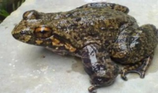 虎皮石蛙是国家保护动物吗（山石蛙是保护动物吗）