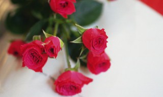 盆栽玫瑰花能活多少年 玫瑰花现在能栽活吗