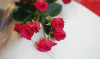 24朵玫瑰花的花语是什么（24朵玫瑰花语每朵代表什么）