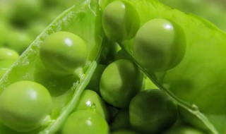 豌豆怎么冷冻保存才新鲜 新鲜豌豆如何冷冻保存