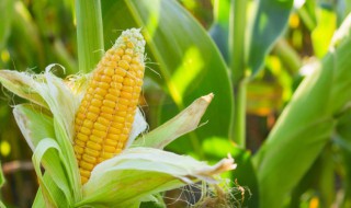 玉米为什么被称为饲料之王 玉米作为饲料主要提供的是什么