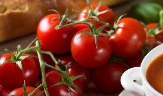 番茄是双子叶植物还是单子叶植物 番茄属于双子叶植物还是单子叶植物