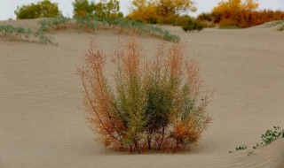 沙漠植物如何抗旱（沙漠干旱植物）