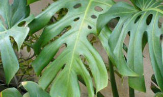 和龟背竹很像的植物是什么 跟龟背竹似的大叶植物是什么