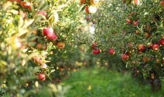 生物有机肥在果树上的用量及方法 果树有机肥使用方法及用量