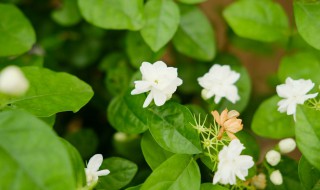 茉莉花茶的茶叶是什么植物的叶子 茉莉花茶的茶叶是什么植物的叶子