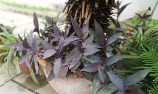 紫色叶子的灌木花白色是什么植物 紫色的小叶子灌木是什么植物