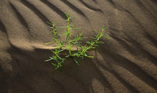 戈壁滩上生长的植物有哪些（戈壁滩生长的植物图片）