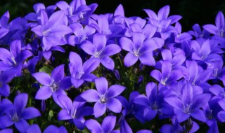 紫色的花有哪些及花名（紫色的花有哪些及花名图片学校常见的）