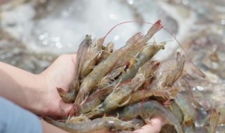 淡水虾养殖 淡水虾养殖一亩利润多少