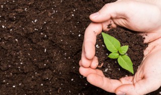 土壤能为植物的生长提供哪些条件（土壤能为植物的生长提供哪些条件和方法）