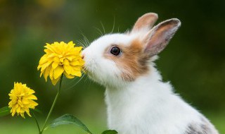养小白兔需要注意些什么 家养小白兔注意事项