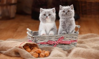 猫几个月可以吃猫粮 小奶猫几个月可以吃猫粮