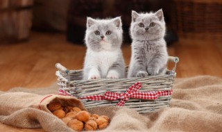 家猫可以吃猫粮吗 猫可以直接吃猫粮吗