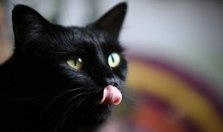 猫咪什么时候吃幼猫粮和成猫粮 幼猫什么时候能吃成猫粮