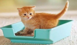 小猫多大可以用猫砂 小猫多大可以用猫砂盆