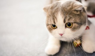 小猫一天吃多少猫粮啊 小猫正常一天吃多少猫粮