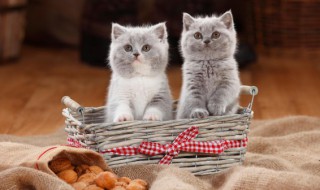 小猫多久能吃猫粮（刚出生的小猫多久能吃猫粮）