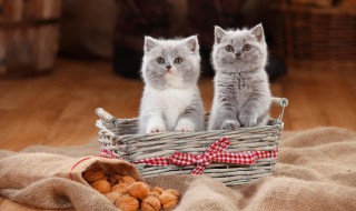 小猫多久断奶吃猫粮（小猫几个月断奶吃猫粮）