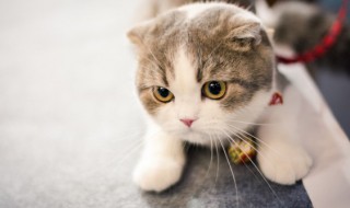 小猫每天吃多少猫粮 小猫每天应该吃多少猫粮