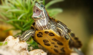 小乌龟可以和罗汉鱼一起养吗 水龟和罗汉可以一起养吗