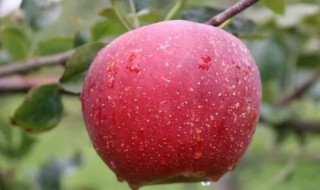 红富士苹果树施肥（红富士苹果树施肥时间）