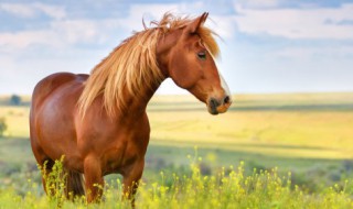 生肖马为什么又叫午马 午马是什么马
