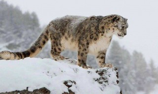 雪豹为什么生活在几千米高的山上（雪豹生活在雪山上吗）