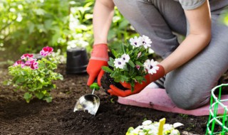 庭院土壤状况的选择是怎样 如何改善庭院土壤
