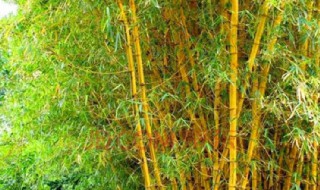 黄金竹种在什么地方好 黄金竹盆栽