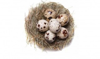 买的鹌鹑蛋能孵出鹌鹑吗 买的鹌鹑蛋能孵出来吗