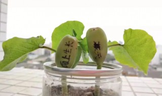 魔豆种子怎么种植方法（魔豆怎么种植呀?用什么土?）