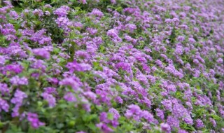 开紫花的植物有哪些 开紫花的绿化植物