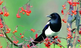 早晨喜鹊叫有什么兆头 喜鹊叫代表什么兆头