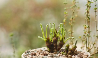 碧光环种子种植方法 碧光环种子怎么种植