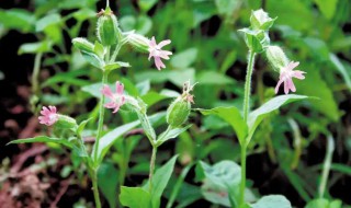 石竹科植物有哪些（石竹属于什么科植物）