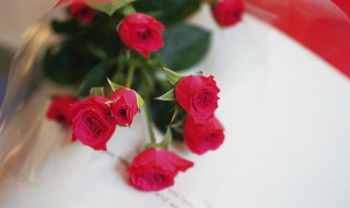 红玫瑰花种子种植方法 红玫瑰种子怎么种植方法