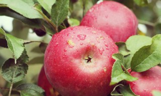 苹果树上什么肥料好 盆栽苹果树用什么肥料