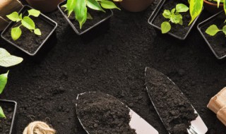 种植蔬菜需要什么土壤（壤土可以种什么蔬菜）