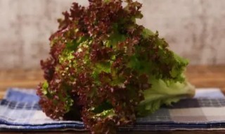 紫叶生菜怎么吃 紫生菜吃法