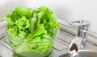 生菜用英语怎么说 生菜用英语怎么说lettuce