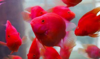 红鹦鹉和什么鱼一起混养 红鹦鹉鱼和金鱼能混养吗